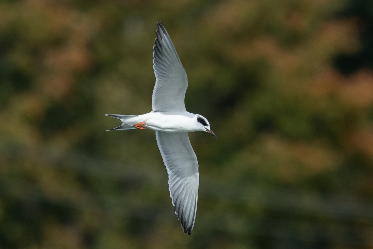 Forster's Tern - Ryan Griffiths