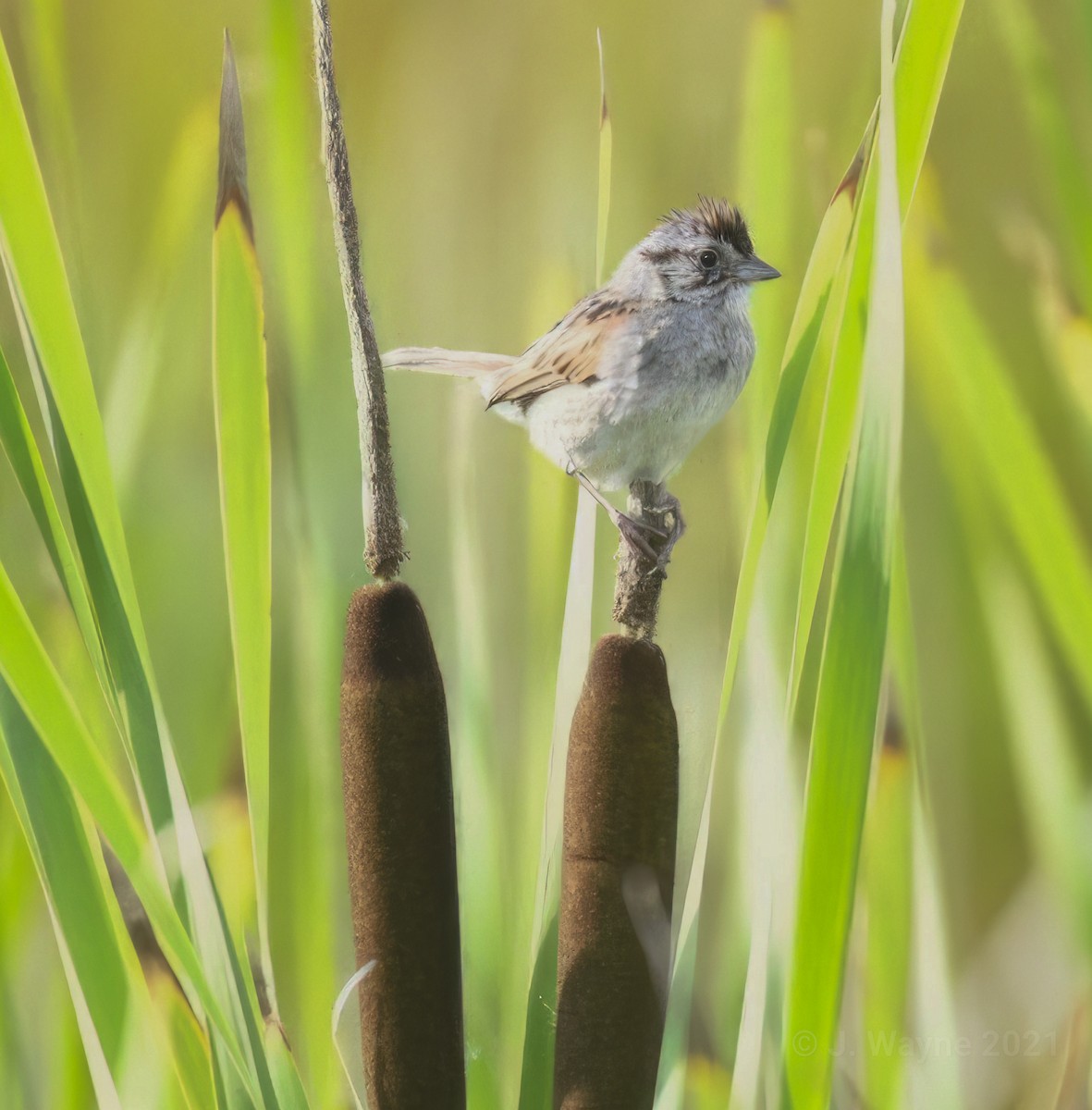 Swamp Sparrow - ML609769155