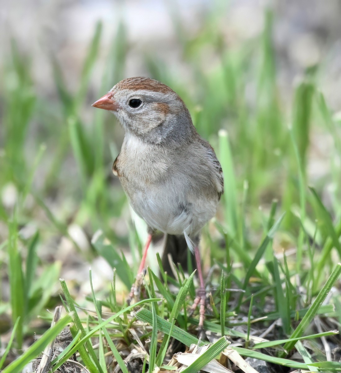Field Sparrow - ML609769188
