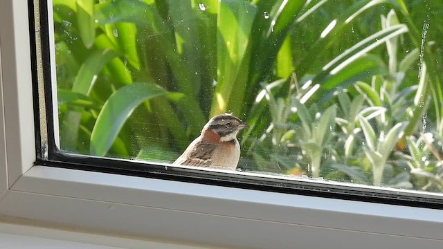 Rufous-collared Sparrow - ML609769245