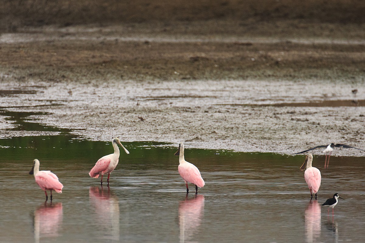 Roseate Spoonbill - Anonymous