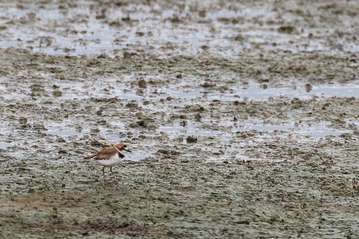 Collared Plover - ML609769549