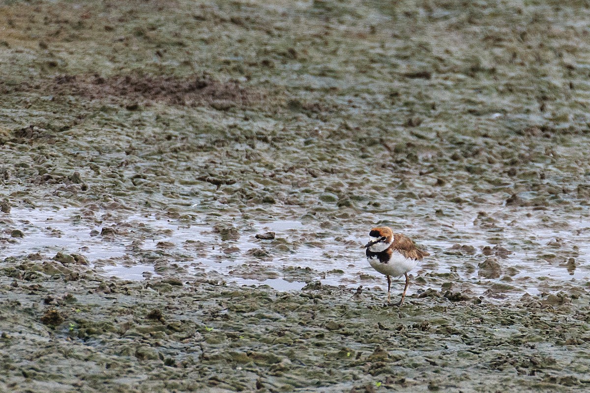 Collared Plover - ML609769550