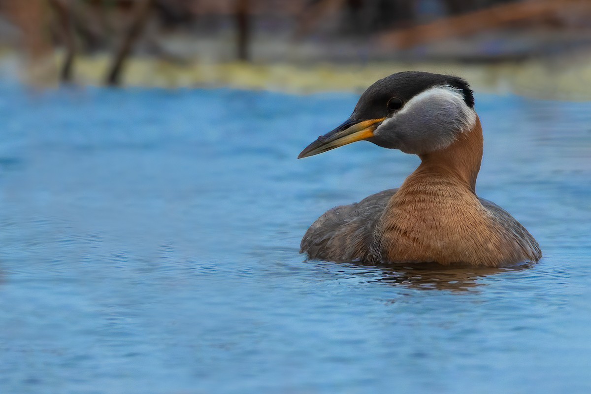 Red-necked Grebe - ML609770298