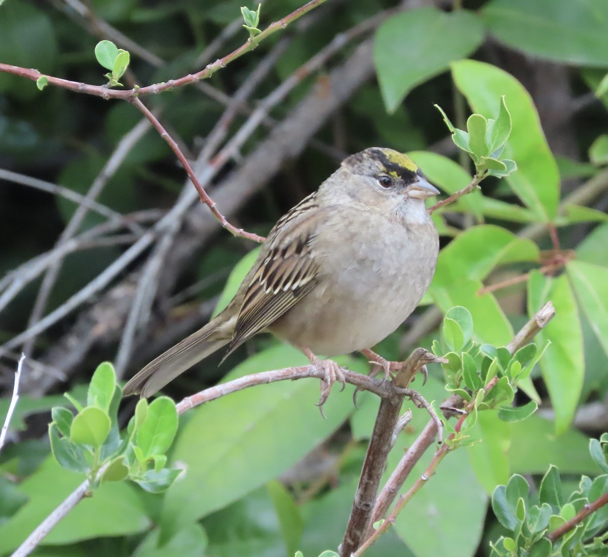 Golden-crowned Sparrow - ML609770344