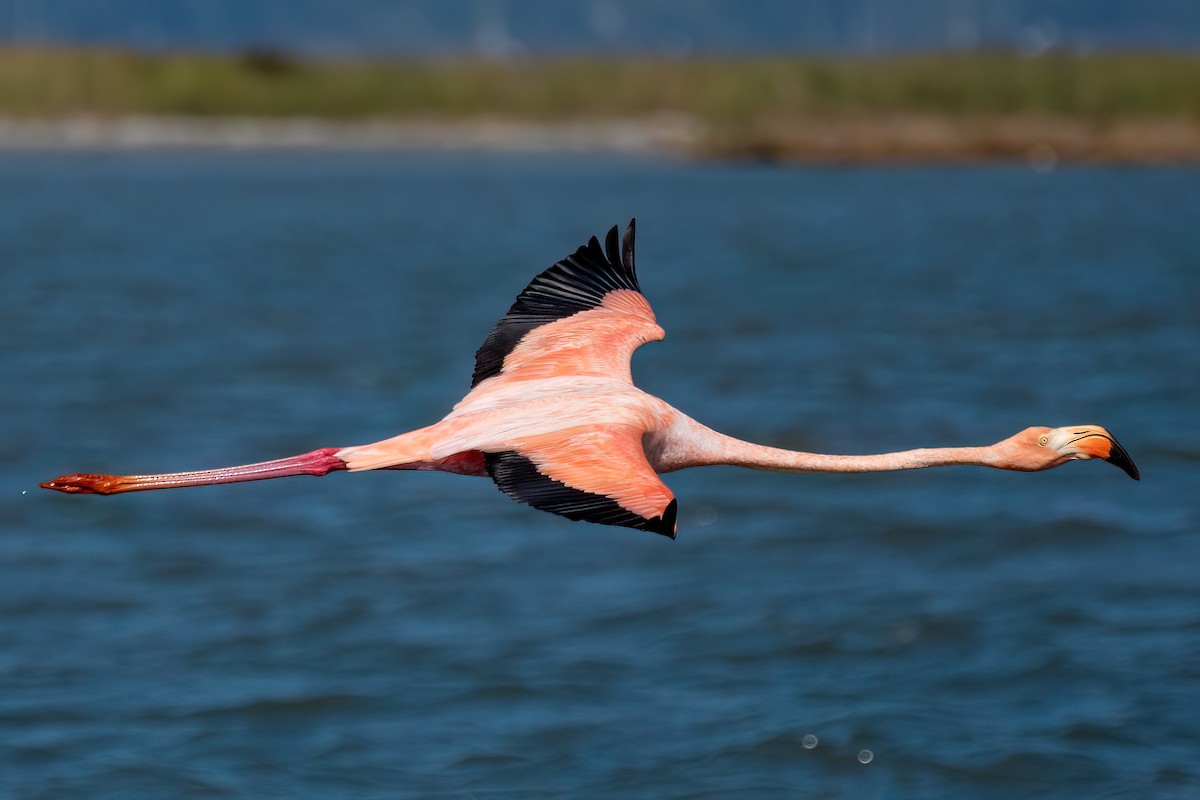 American Flamingo - Derek Hudgins