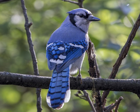 Monticello Park Birds - Orioles