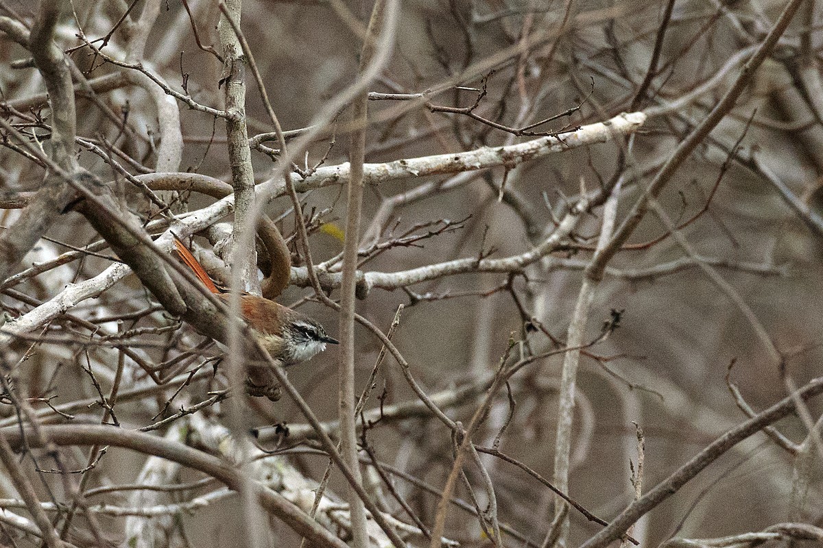 Necklaced Spinetail - ML609771009