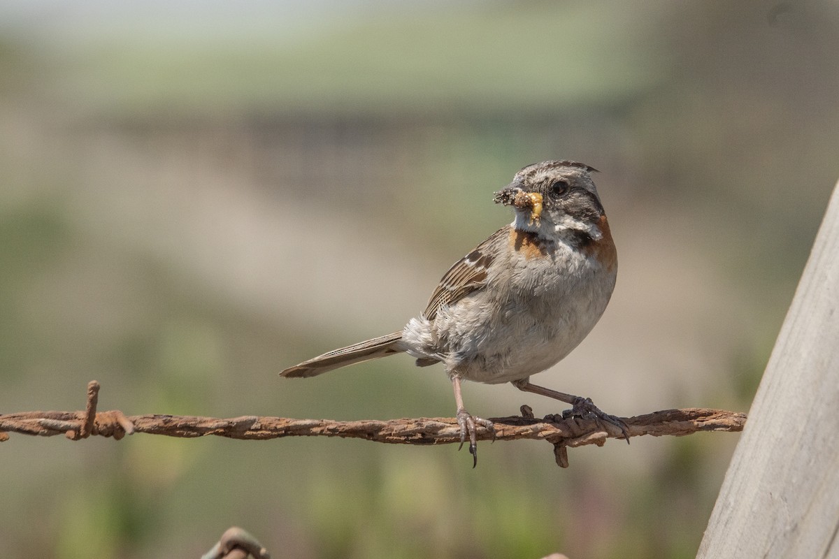 Rufous-collared Sparrow - ML609771086