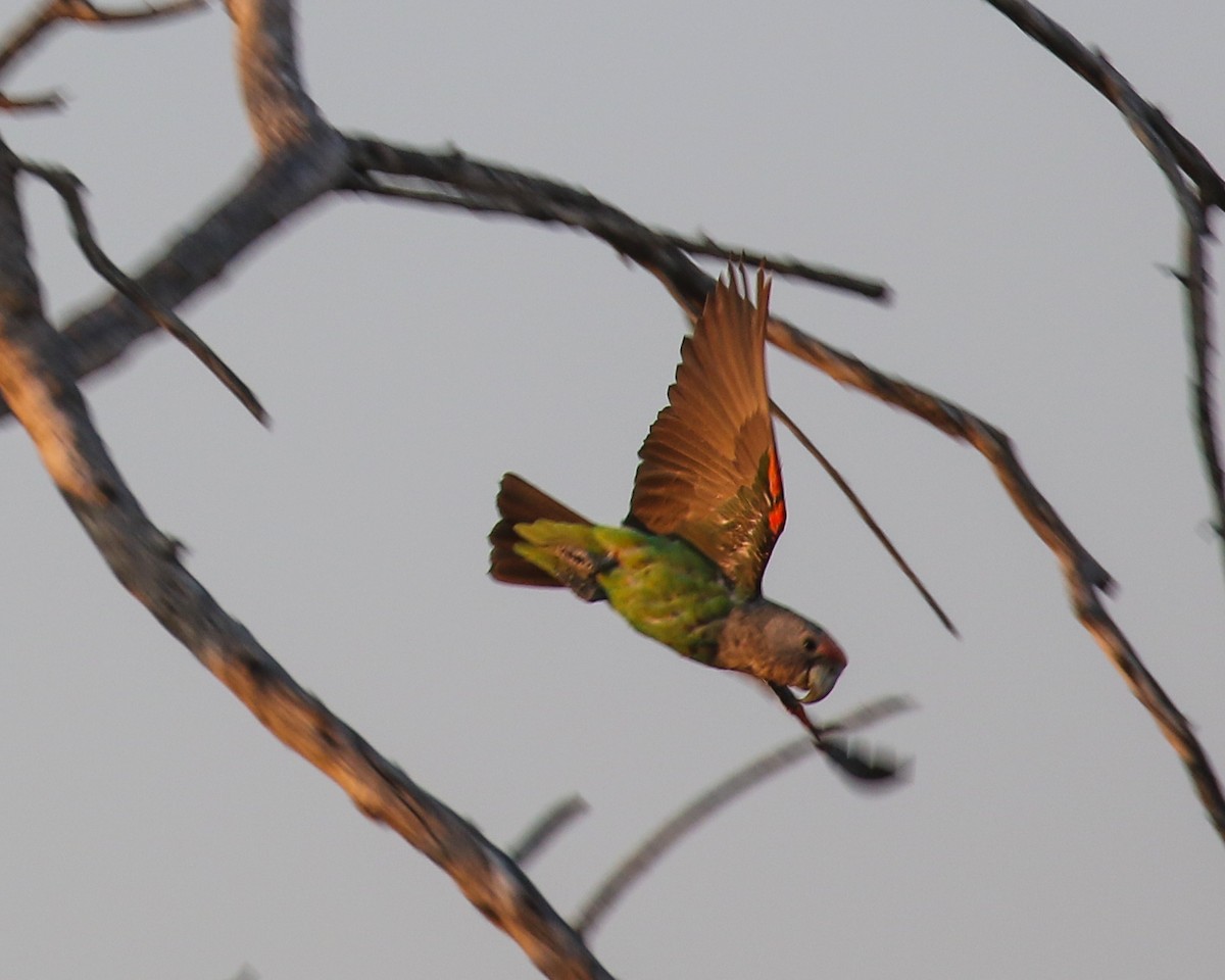 Brown-necked Parrot (Gray-headed) - ML609771473