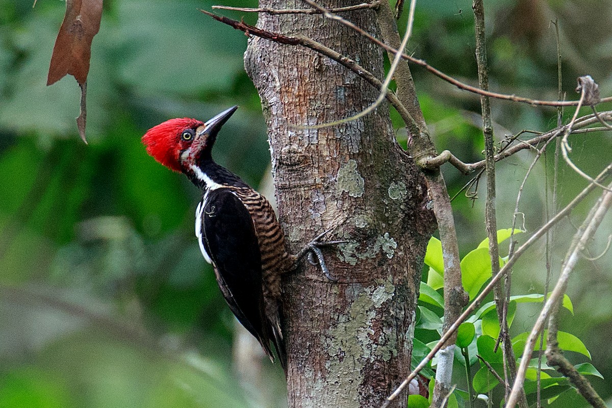 Guayaquil Woodpecker - Anonymous