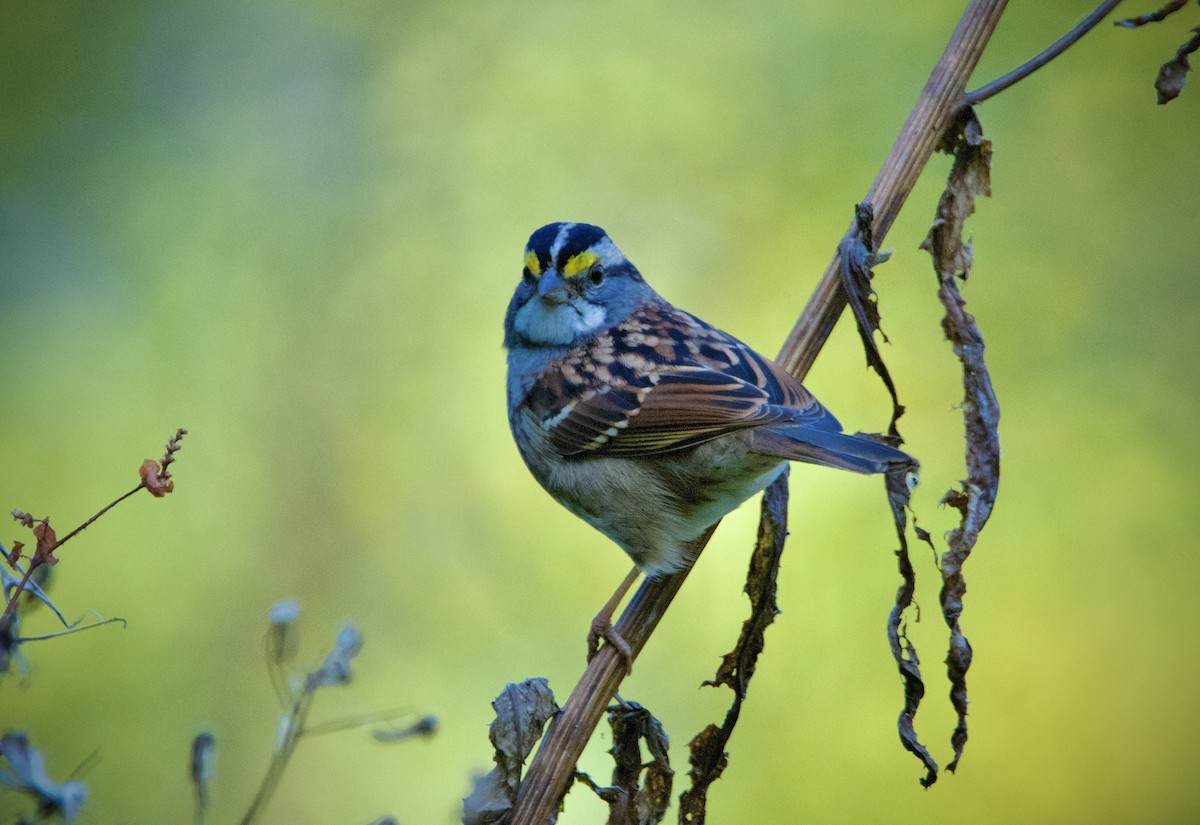 White-throated Sparrow - ML609771712