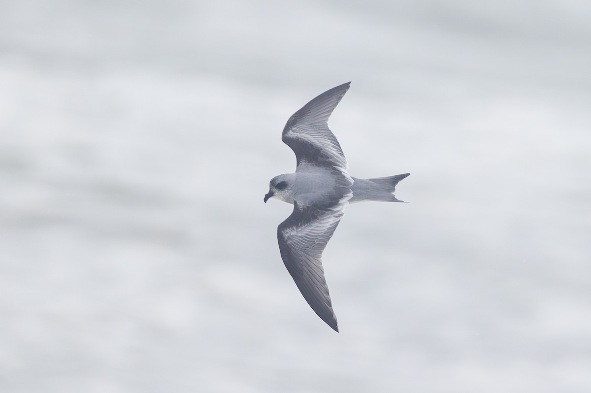 Fork-tailed Storm-Petrel - ML609771797