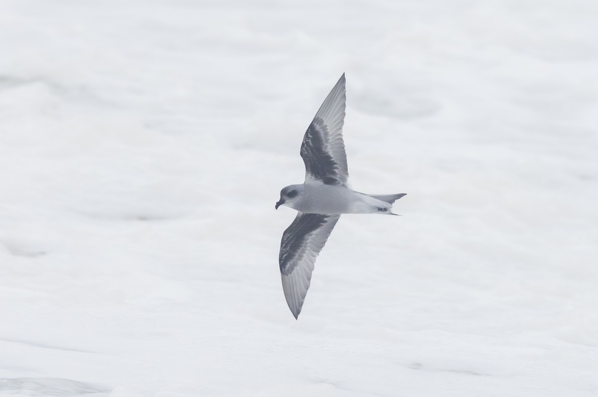 Fork-tailed Storm-Petrel - ML609771798