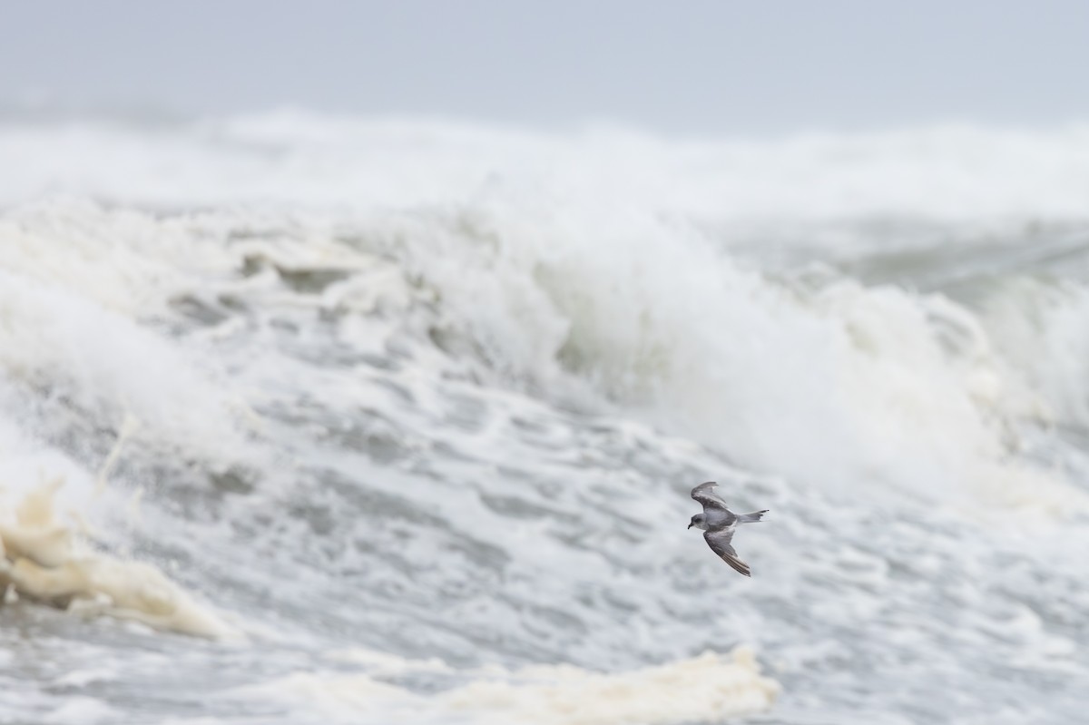 Fork-tailed Storm-Petrel - ML609771801