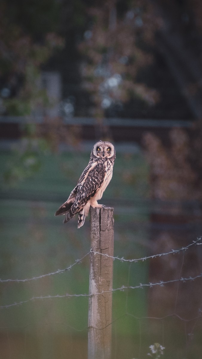 Short-eared Owl - ML609771956