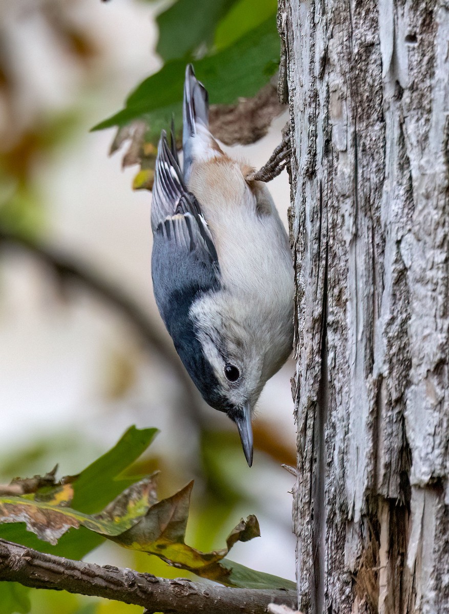 White-breasted Nuthatch - ML609772125