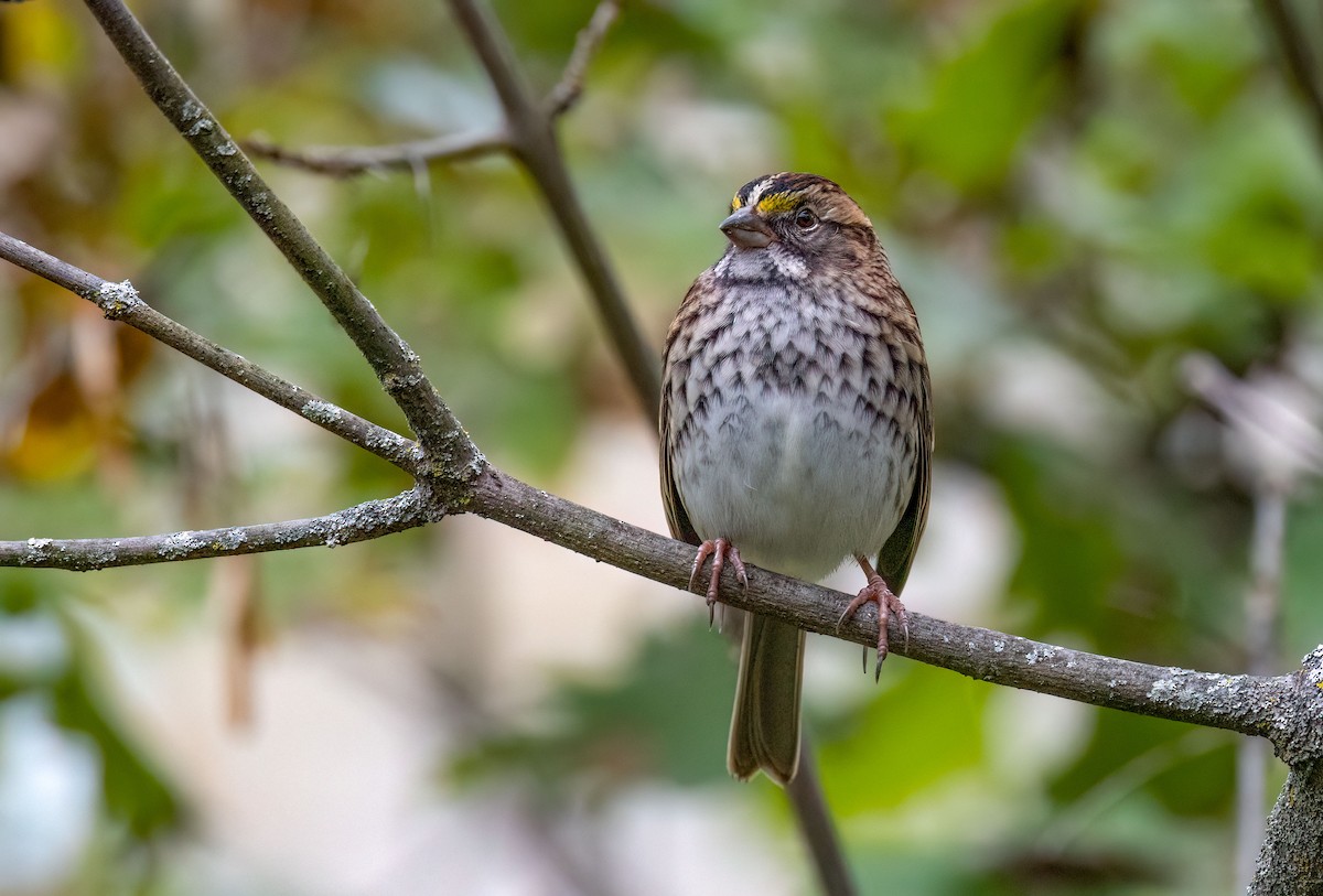 White-throated Sparrow - ML609772141