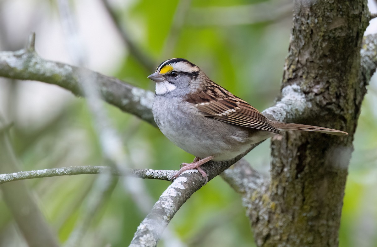 White-throated Sparrow - ML609772142
