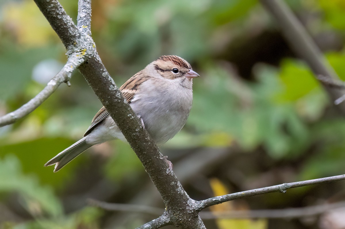 Chipping Sparrow - ML609772148