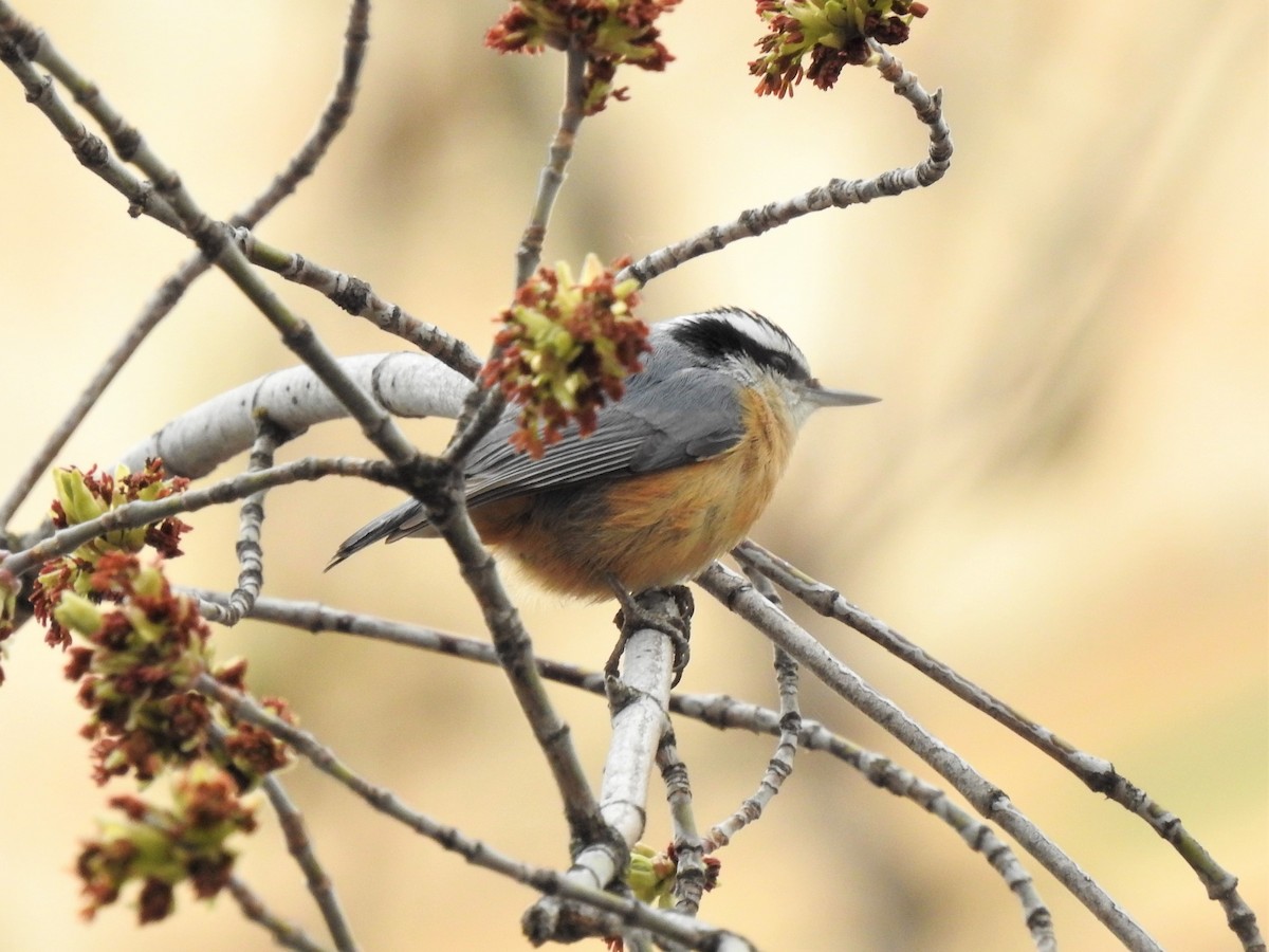 Red-breasted Nuthatch - ML609772646