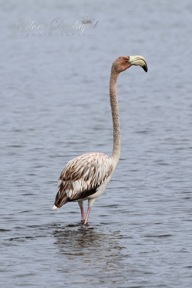 American Flamingo - ML609772853
