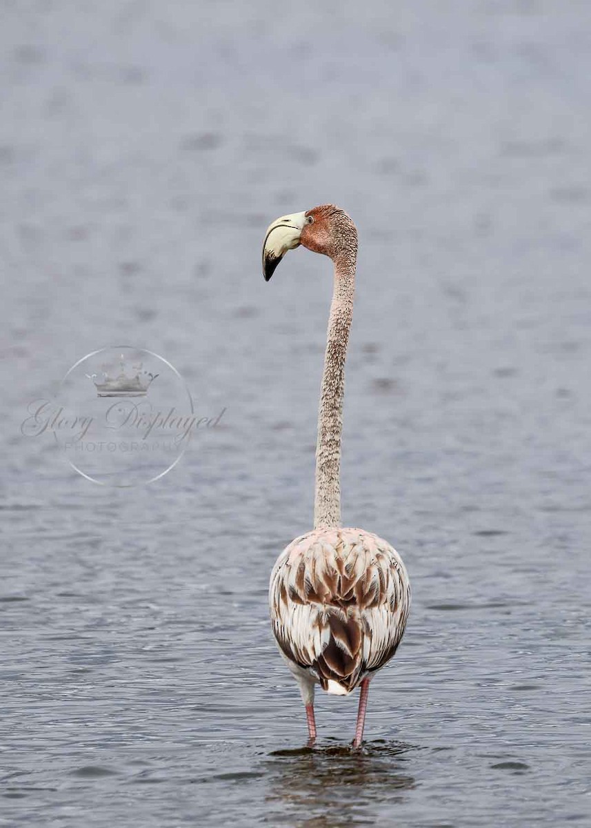 American Flamingo - ML609772855