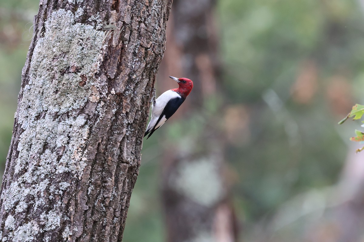 Red-headed Woodpecker - ML609772959