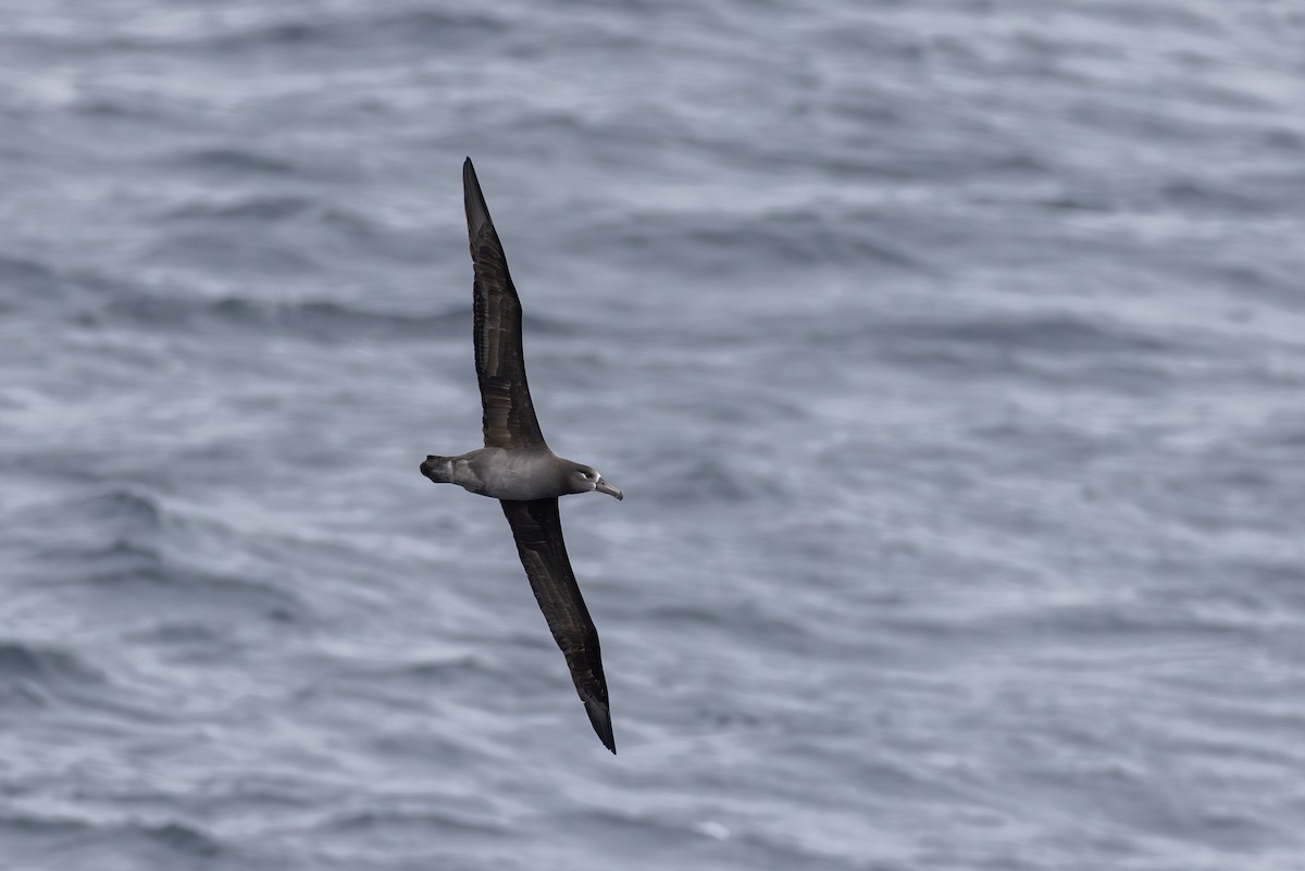 Black-footed Albatross - ML609773118