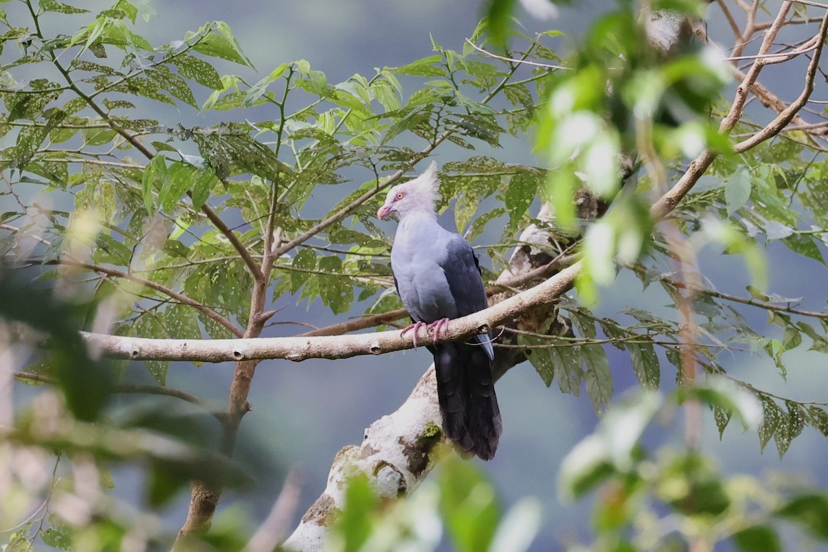 Crested Cuckoo-Dove - ML609773313