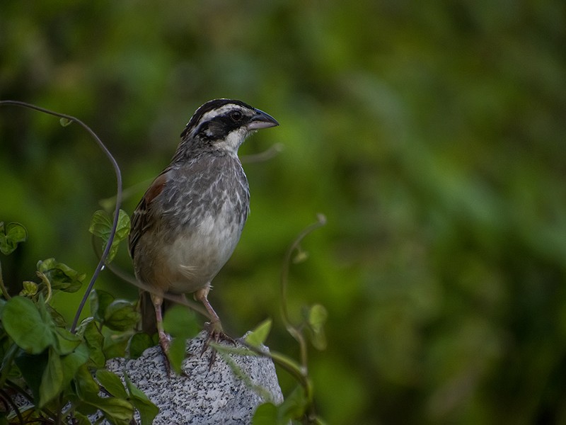 Stripe-headed Sparrow - Maynor Ovando