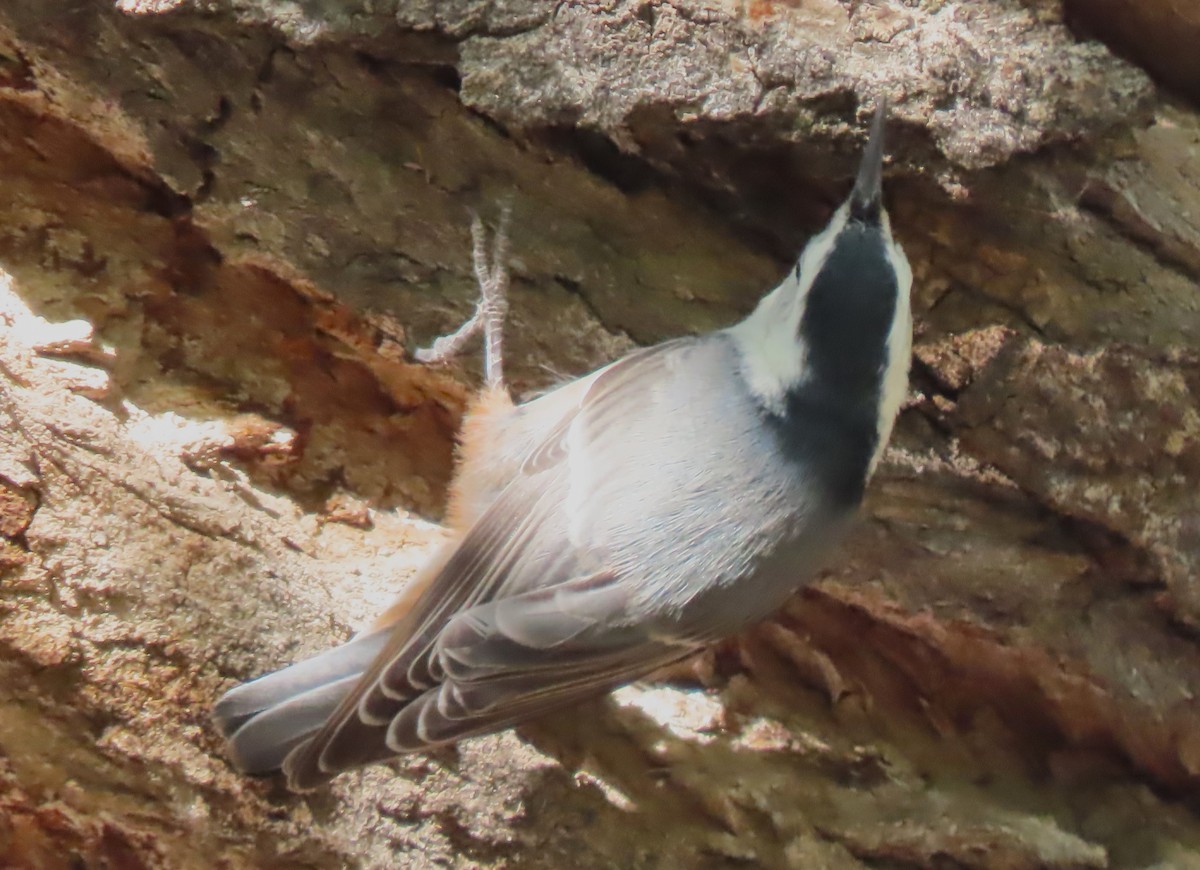 White-breasted Nuthatch - ML609773498