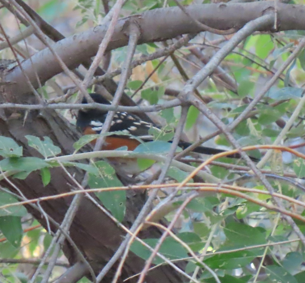 Spotted Towhee - ML609773597