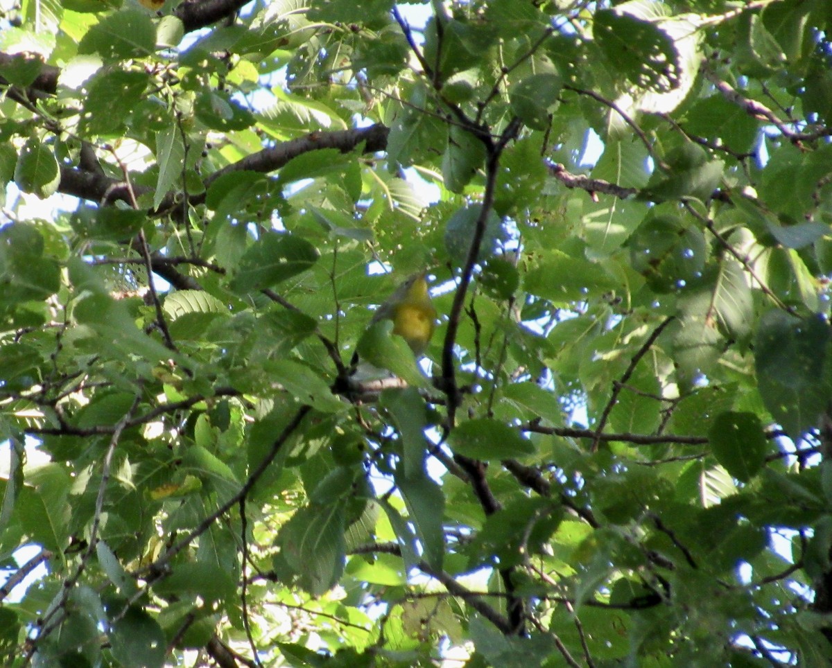 Magnolia Warbler - ML609773629
