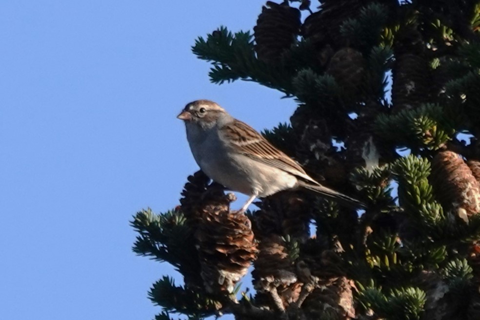 Chipping Sparrow - ML609773688