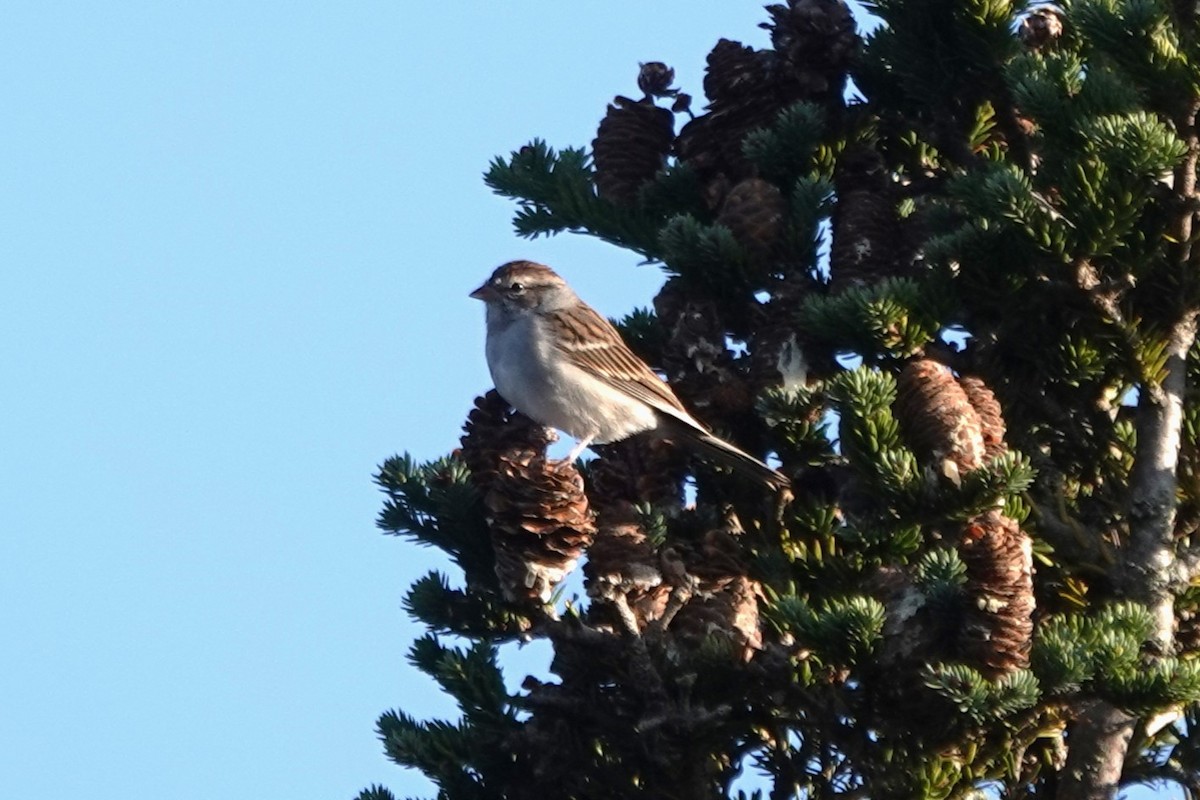 Chipping Sparrow - ML609773696