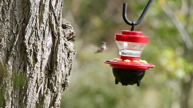Rufous Hummingbird - ML609773793