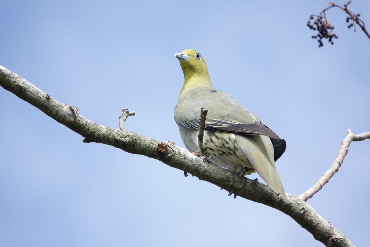 White-bellied Green-Pigeon - ML609773876