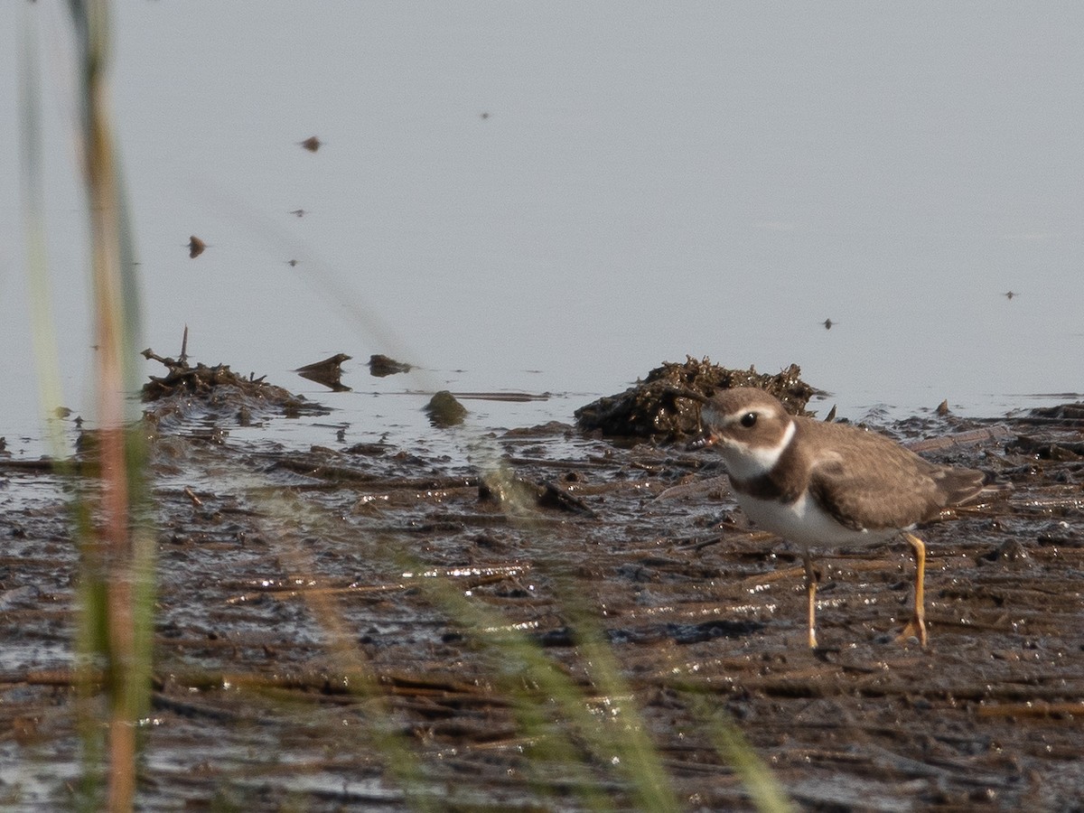 Semipalmated Plover - ML609774040
