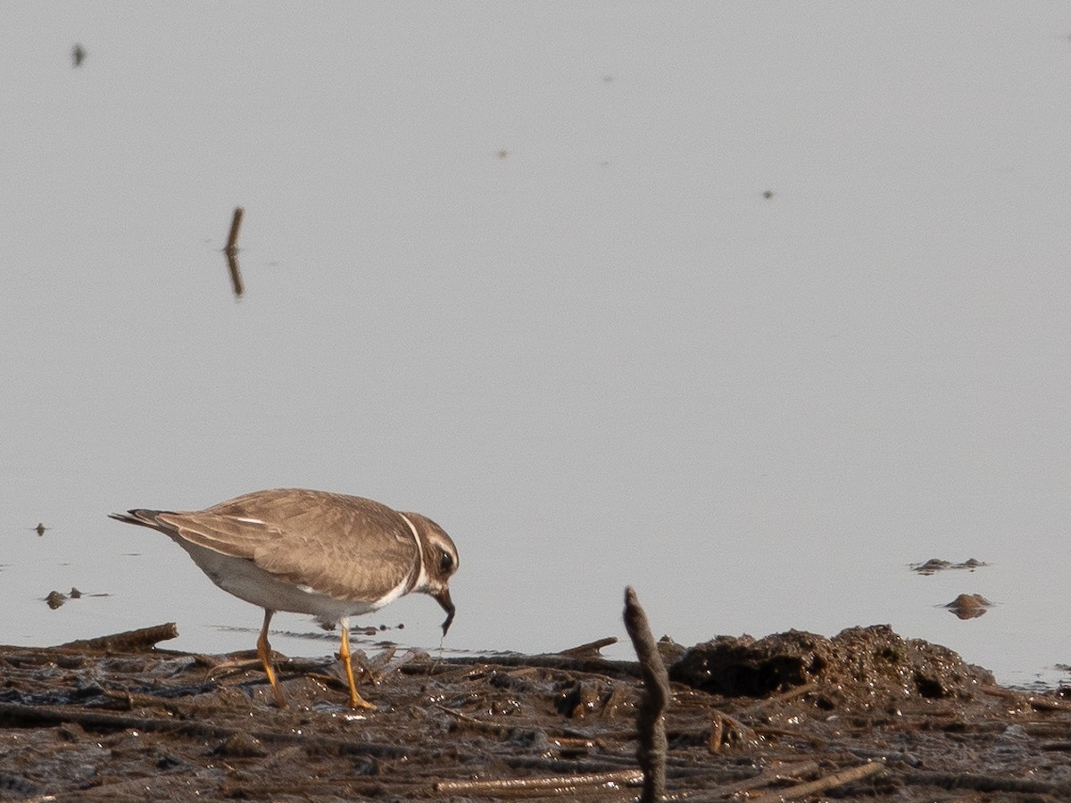 Semipalmated Plover - ML609774042