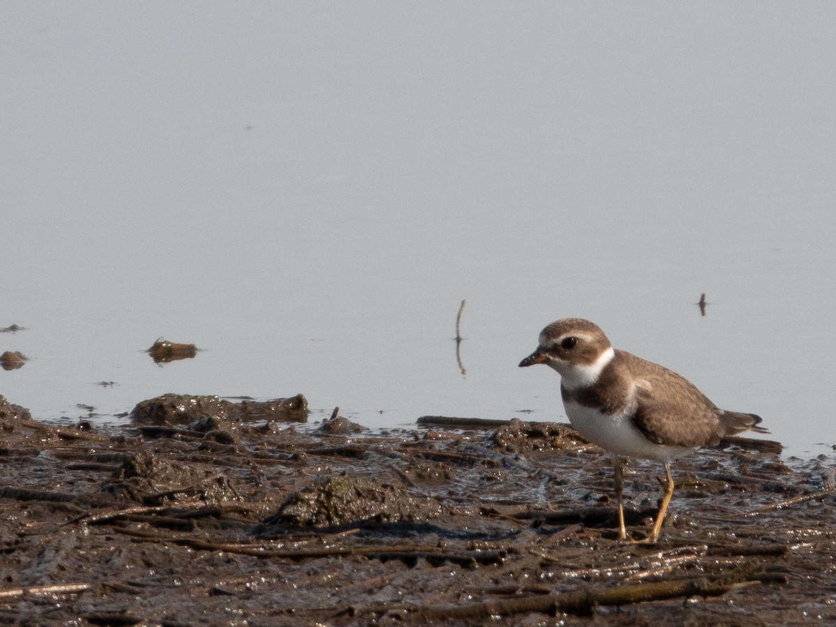Semipalmated Plover - ML609774043