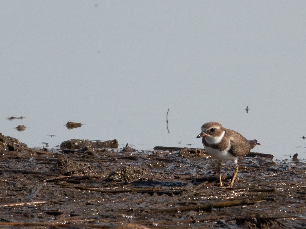 Semipalmated Plover - ML609774044