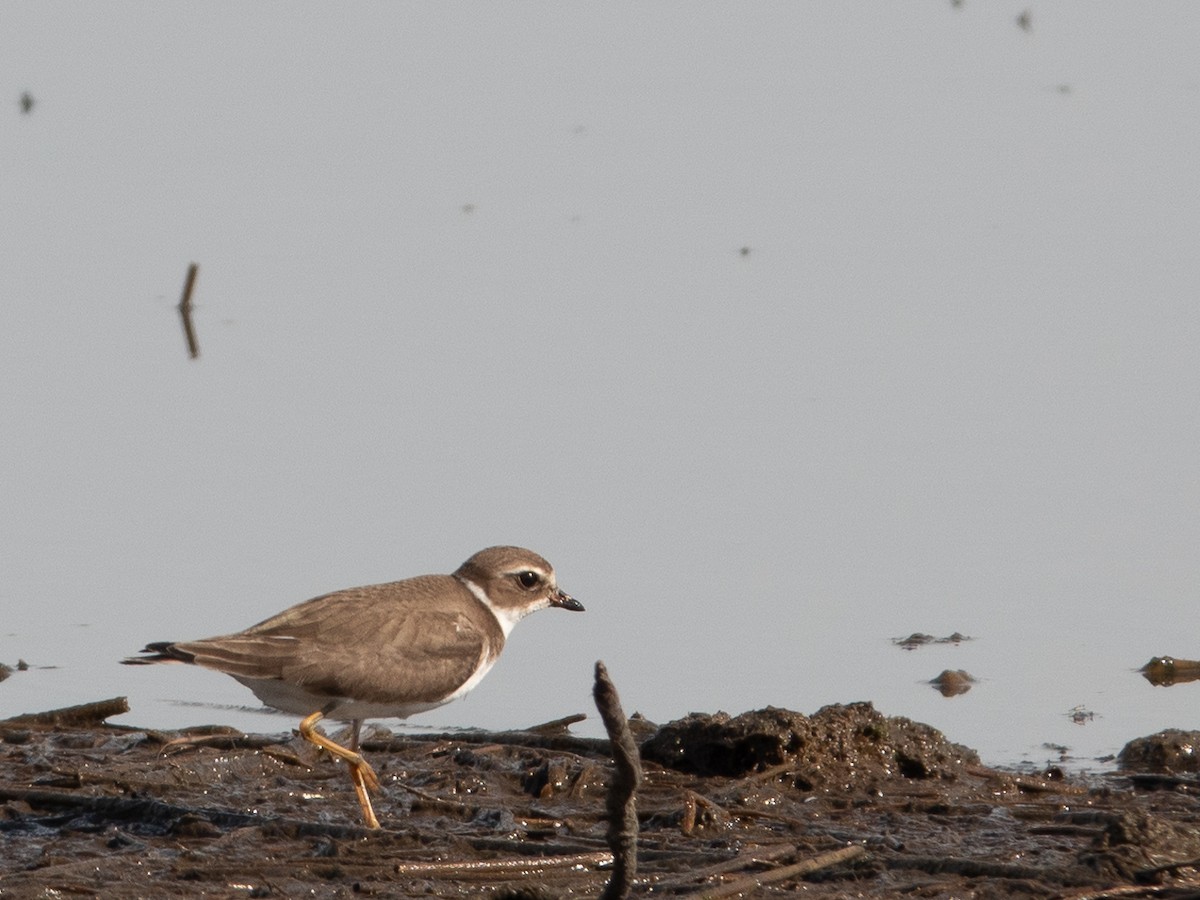 Semipalmated Plover - ML609774045