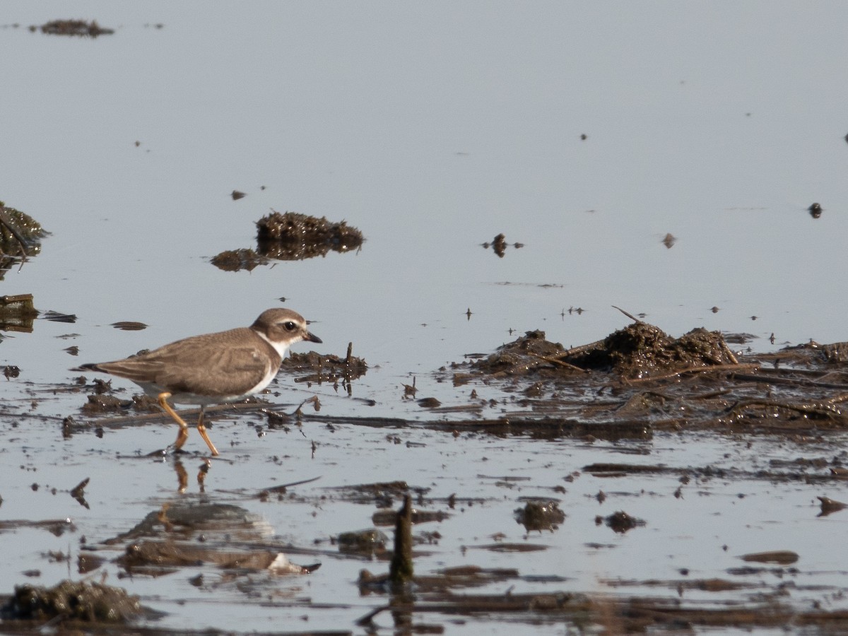 Semipalmated Plover - ML609774046
