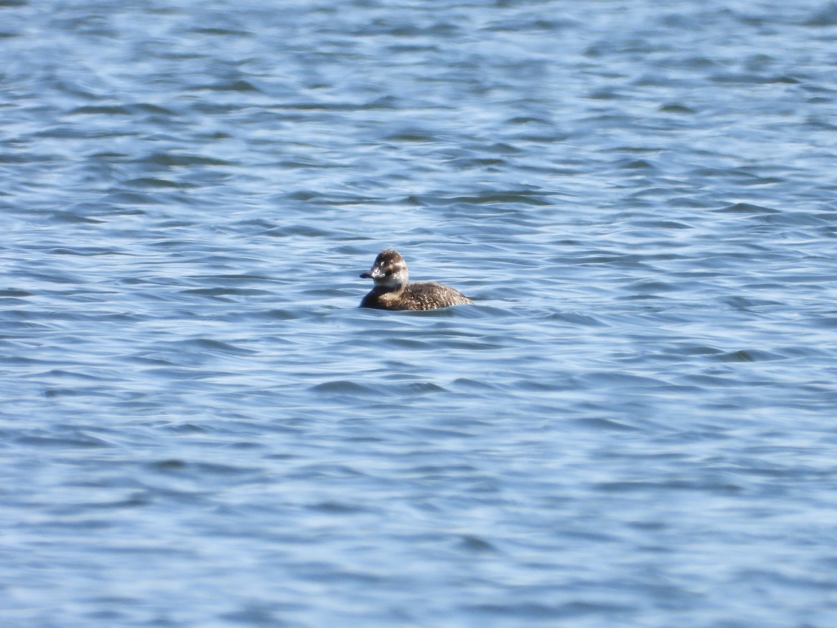 Lake Duck - Más Aves