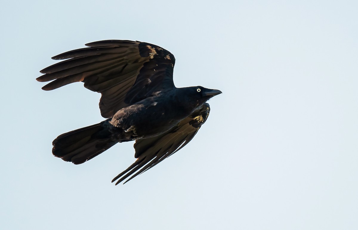 Torresian Crow - ML609775023
