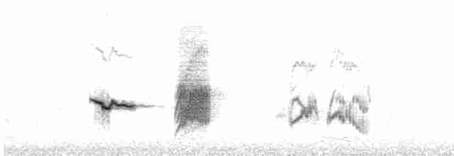 Merle austral (magellanicus/pembertoni) - ML609775319