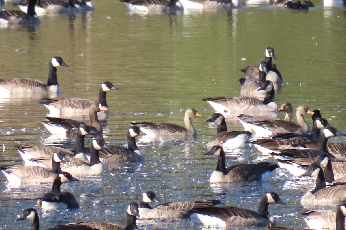 Greater White-fronted Goose - ML609775679