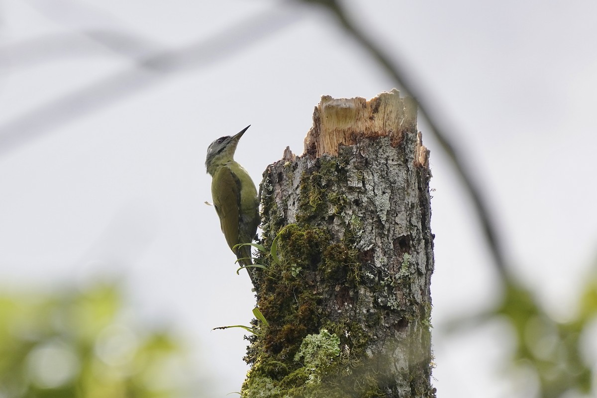 Gray-headed Woodpecker - ML609775818