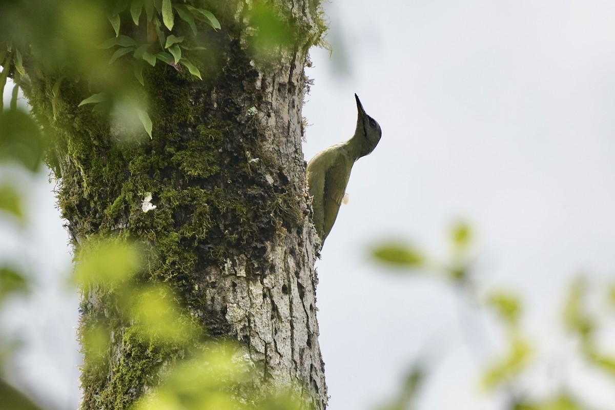 Gray-headed Woodpecker - ML609775819